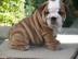 Reinrassige Englische Bulldogge Welpen