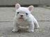 Englische Bulldoggenwelpen