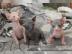 Canadian Sphynx M�dchen mit Stammbaum un