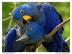 Hyazinthara Papageien und ihre fruchtbar