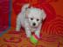 S��es bolonka m�dchen sucht neuen kusche