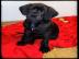 Deutsche Doggen Welpen