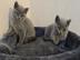 Wundersch?ne Reinrassige BKH Katzen:what