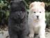 reinrassige Chow Chow Welpen