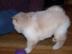 Gorgeous Chow Chow puppy