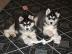 9 Wochen alt Reinrassige Sibirien Husky
