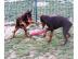 Rassestandart Dobermannwelpen