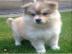 Reinrassige Gechipt Babys Pomsky welpen