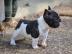 Knuffige Franz�sische Bulldoggen Welpen