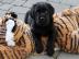 Tierarzt �berpr�ft sch�ne Labrador Welpe