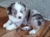 Australian Shepherd Welpe . . . 
