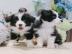 Border Collie Welpen mit FCI Stammbaum w