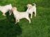 Wundersch�ne Labradorwelpen mit Papieren