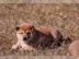 Unsere reinrassigen Shiba-Inu Welpen sin
