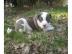 S��e American Bulldog Welpen