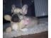 Franz�sische Bulldoggen Welpen
