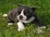 Franz�sische Bulldogge Welpen Blue /Blau