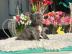 Wundersch�ne Franz�sische Bulldoggen Wel
