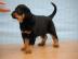 Beauceron, Berger de Beauce
