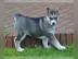 Reinrassige Siberian Husky Welpen abzuge