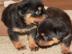 Entz�ckende Rottweiler Welpen