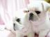 Kleine reinrassige Mops Welpen