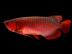 Qualit?t Arowana Fische