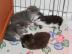 Super s��e Maine Coon K�tzchen