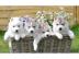 Sch�ne Reinrassige Siberian Husky Welpen