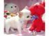 Zucker s��e chihuahua welpe zu verkaufen