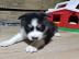Reinrassige Siberian Husky Welpen