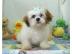 Shih Tzu Welpen suchen ein neues Zuhause