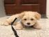 Intelligente Maltipoo-Welpen **KOSTENLOS