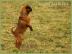Petit Brabancon � R�de