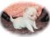 Typvoller Chihuahua-R�de LH