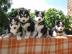 Husky Welpen Whatsapp +33758481398