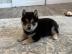 Wundersch�n Shiba Inu welpen