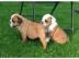 Englische Bulldogge Welpen mit papieren