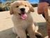 Golden Retriever Welpen zur Annahme,. 
