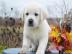 Bildsch�ne Labrador Welpen mit Papieren