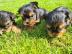 Yorkshire Terrier Welpen VDH
