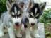 Sch�ne Siberian Husky Welpen
