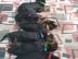 Sch�ne Dobermann Welpen