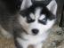 Mini husky welpen mit Papieren