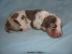 Catahoula - Louisiana Leopard Dog mit P. 