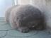 Wundersch?ne Chow Chow Welpen