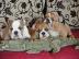 Unsere sehr sch�ne Englisch Bulldogge su
