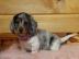 Dachshund Welpen verf?gbar WhatsApp