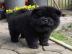 Chow chow welpen whatsapp nummer +436504