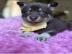 Pomsky-Welpen verf?gbar